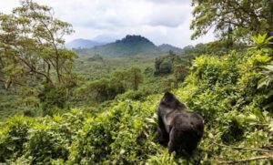 Volcanoes National Park Rwanda