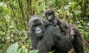 Virunga National Park, Democratic Republic of Congo