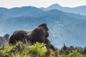 Volcanoes National Park, Rwanda