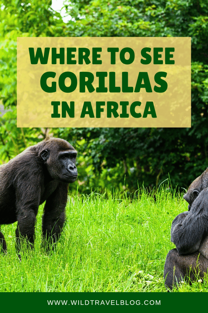 Where to See Gorillas in Africa (Top 10 Places)