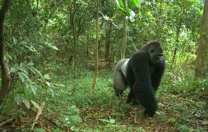 Cross River National Park, Nigeria