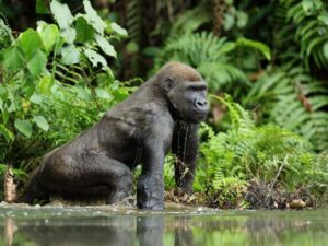 Loango National Park, Gabon