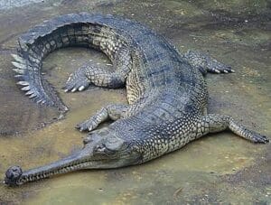 Gharial