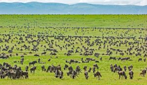 Serengeti National Park Tanzania