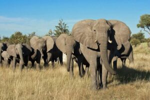 Wildlife in Botswana