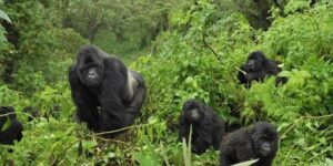 Bwindi Impenetrable Forest Uganda