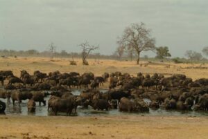 Hwange National Park Zimbabwe