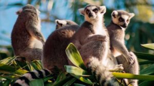 Wildlife in Madagascar