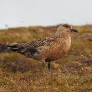 Great Skua