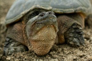 Common Snapping Turtle