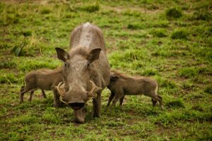 Warthog