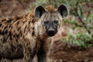 Are Hyenas Cats or Dogs