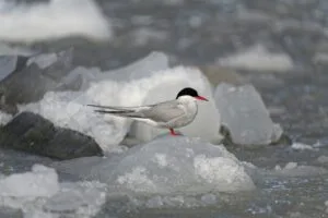 Arctic Tern