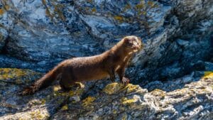 A mink