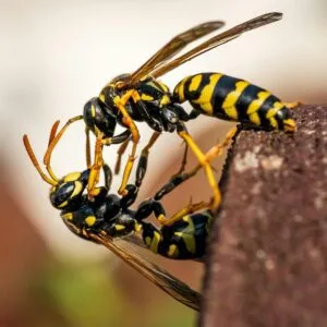 Wasps