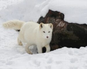 Arctic Fox