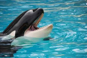 Killer whale (Orca)