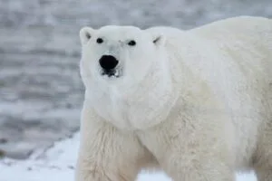 Polar bear