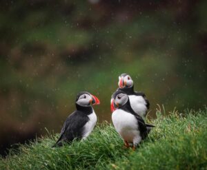 Puffins