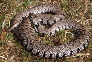 Barred grass snake