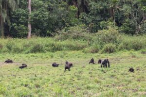 Lobeke National Park, Cameroon