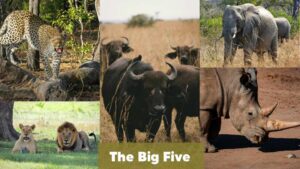 The big five