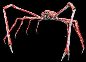 Japanese Spider Crab