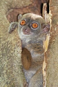 Sportive lemurs