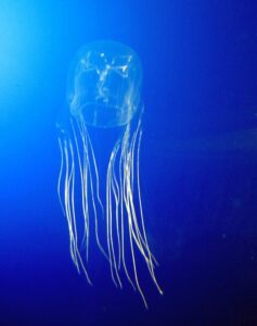 Box Jellyfish