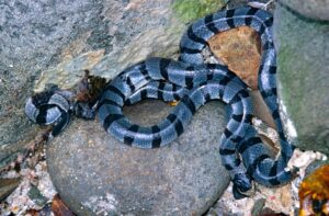 Banded Sea Krait