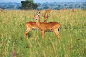 Reedbuck