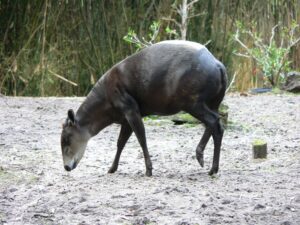 Yellow-backed Duikers