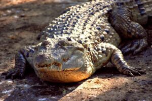 Philippine Freshwater Crocodile