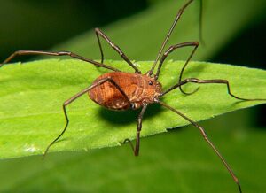 Harvestmen