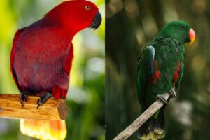 Eclectus Parrot