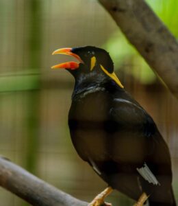 Hill Myna