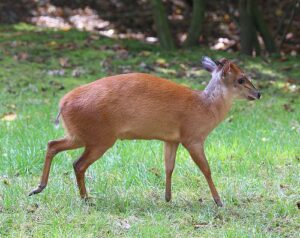 Duiker