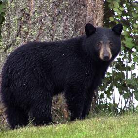 Best Places to See Bears in Gatlinburg