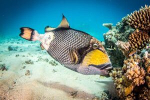 Titan Triggerfish