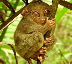 Philippine Tarsier