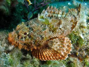 Scorpionfish