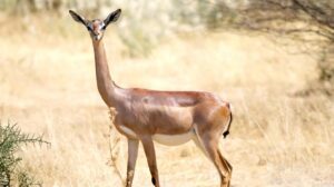 Gerenuk