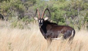 Sable Antelope