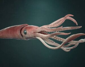 Giant Squid