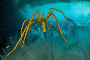 Sea Spider