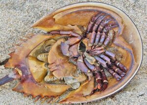 Horseshoe Crab