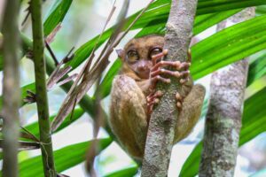 Tarsier