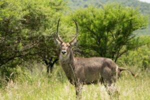 Waterbuck