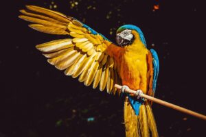 Yellow and Blue Macaw With One Wing Open