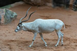 Addax